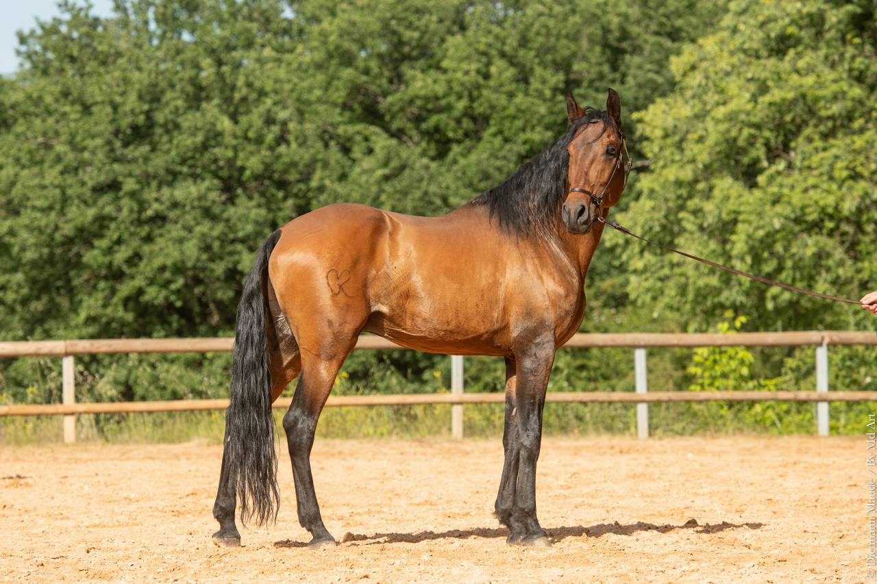 Aslan du Fesquet - Lusitano 2010 by QUEMOY DU FESQUET