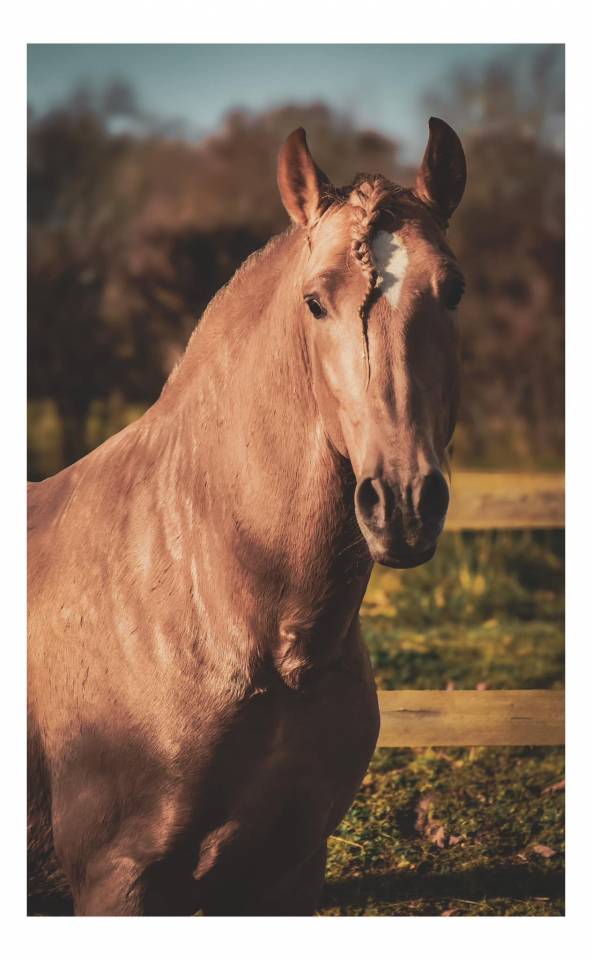 Sueno Carthago - PRE Pure Spanish Bred 2020