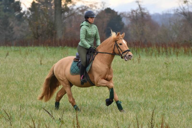 Sueno Carthago - PRE Pure Spanish Bred 2020