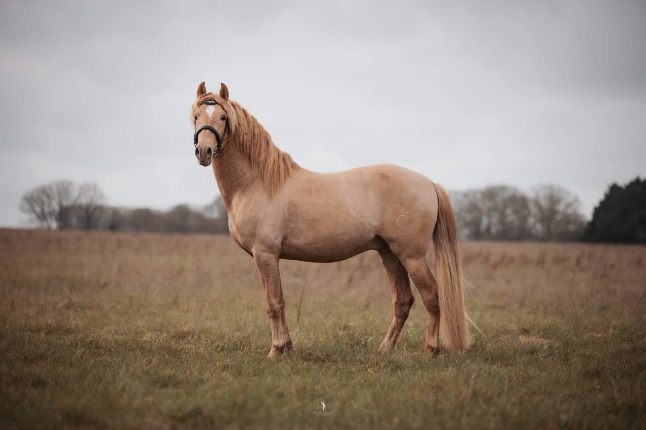 Sueno Carthago - PRE Pure Spanish Bred 2020