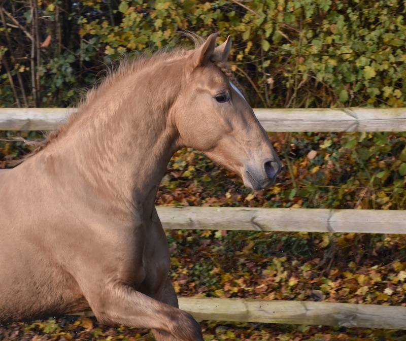 Sueno Carthago - PRE Pure Spanish Bred 2020