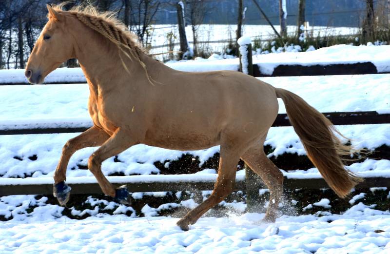 Sueno Carthago - PRE Pure Spanish Bred 2020