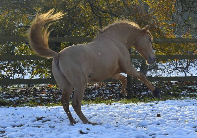 Sueno Carthago - PRE Pure Spanish Bred 2020