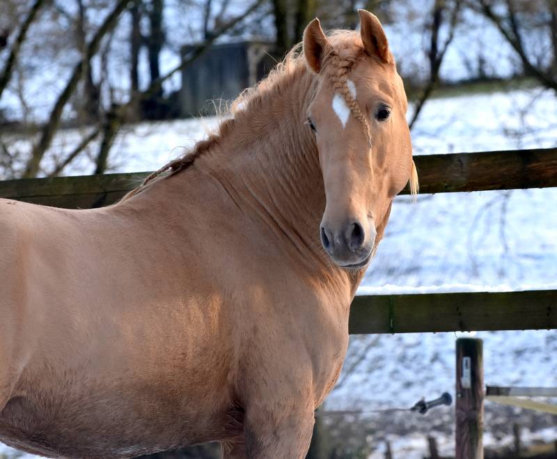 Sueno Carthago - PRE Pure Spanish Bred 2020