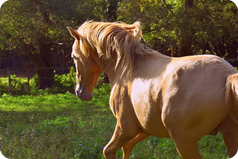 Sueno Carthago - PRE Pure Spanish Bred 2020