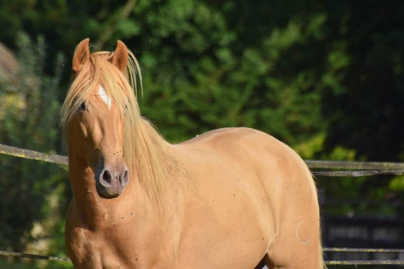 Sueno Carthago - PRE Pure Spanish Bred 2020