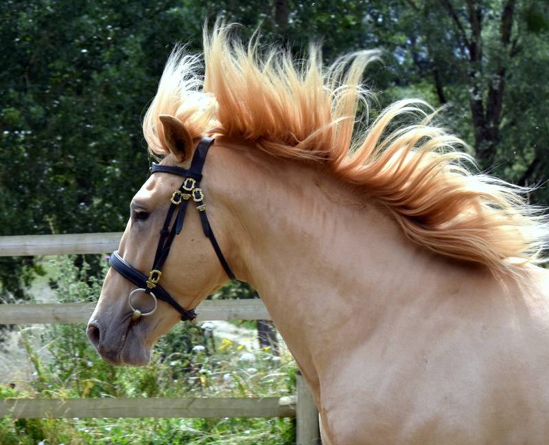 Sueno Carthago - PRE Pure Spanish Bred 2020