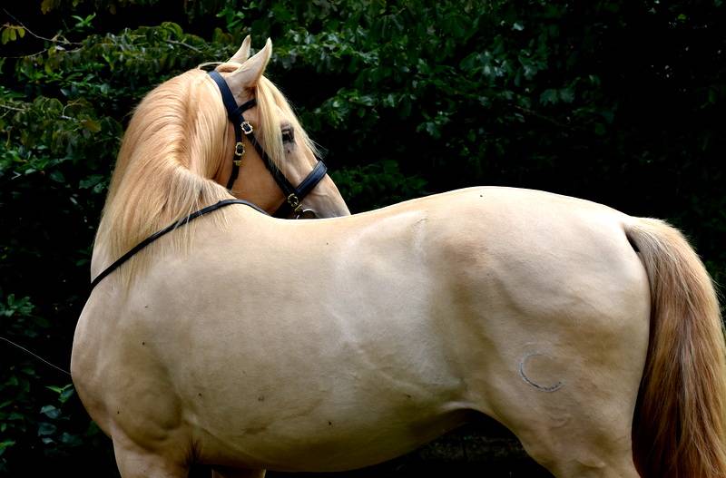 Sueno Carthago - PRE Pure Spanish Bred 2020