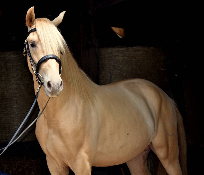 Sueno Carthago - PRE Pure Spanish Bred 2020