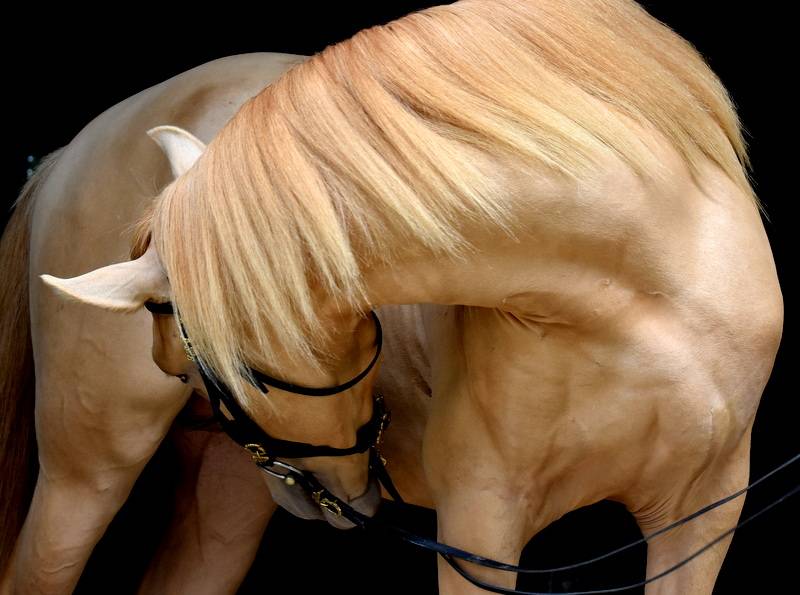 Sueno Carthago - PRE Pure Spanish Bred 2020