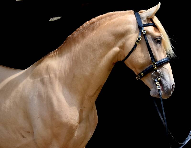 Sueno Carthago - PRE Pure Spanish Bred 2020