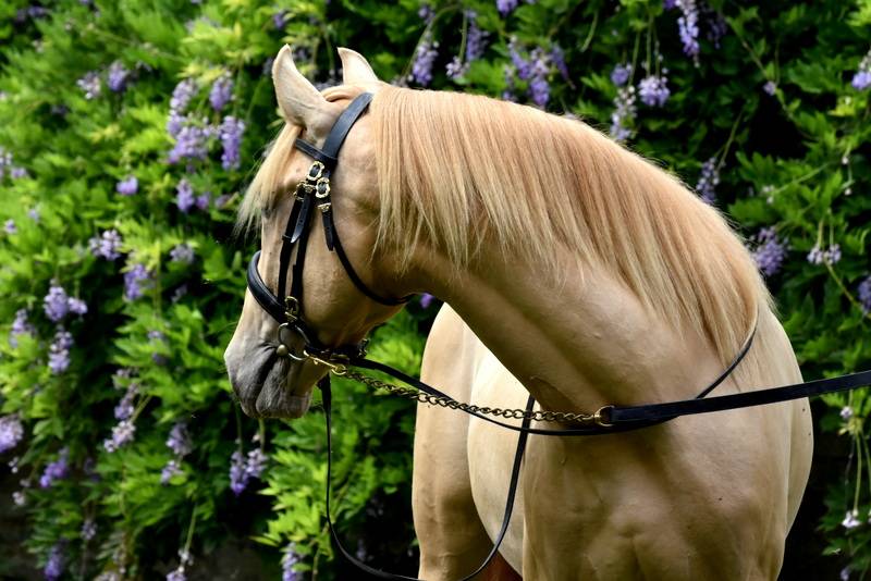 Sueno Carthago - PRE Pure Spanish Bred 2020