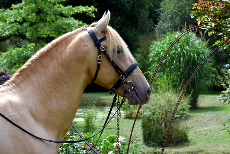 Sueno Carthago - PRE Pure Spanish Bred 2020