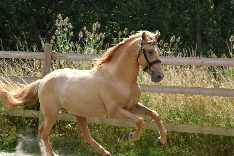 Sueno Carthago - PRE Pure Spanish Bred 2020