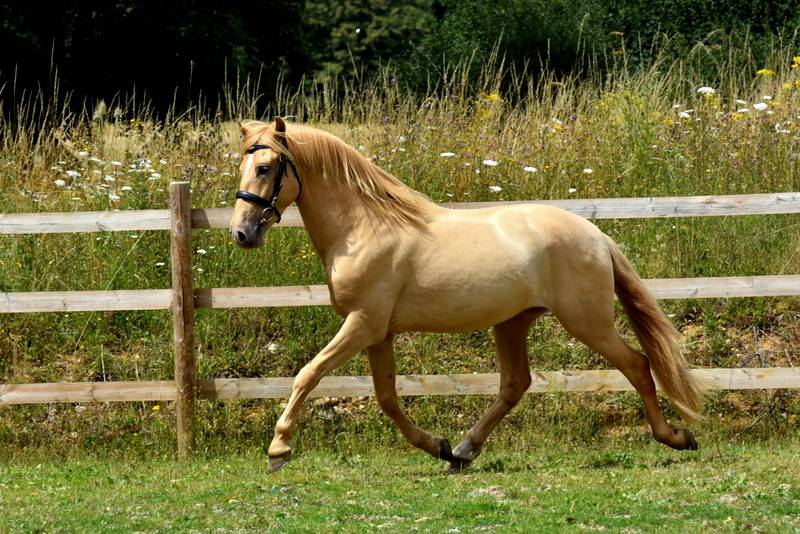 Sueno Carthago - PRE Pure Spanish Bred 2020