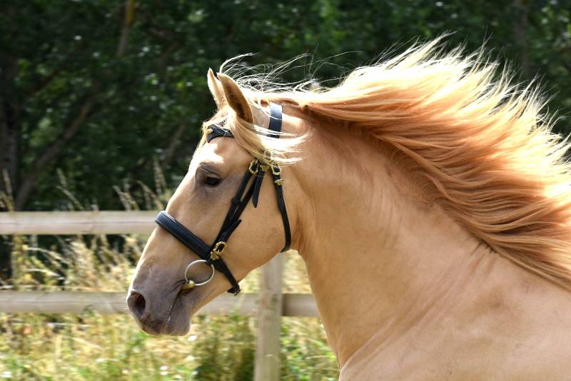 Sueno Carthago - PRE Pure Spanish Bred 2020