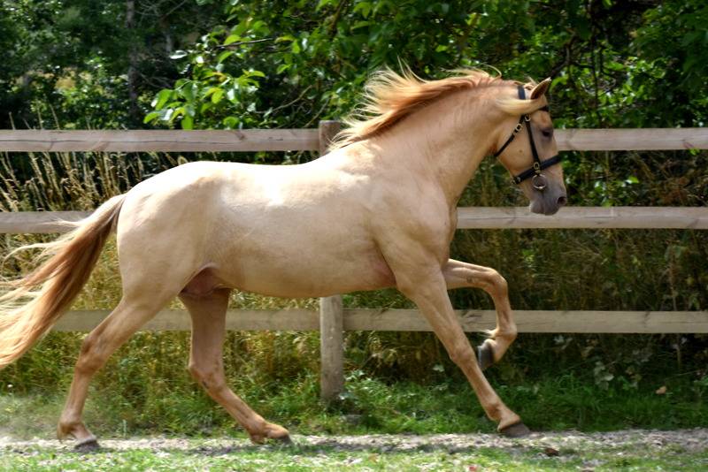 Sueno Carthago - PRE Pure Spanish Bred 2020