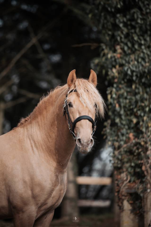 Sueno Carthago - PRE Pure Spanish Bred 2020