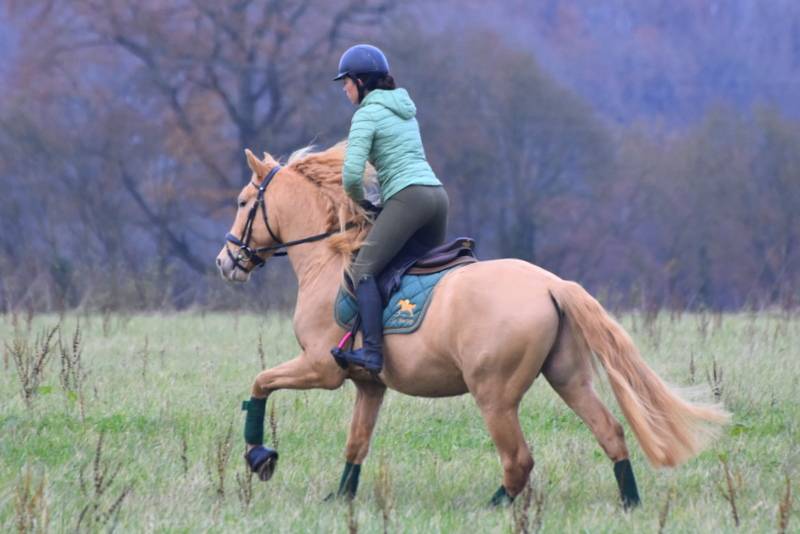 Sueno Carthago - PRE Pure Spanish Bred 2020