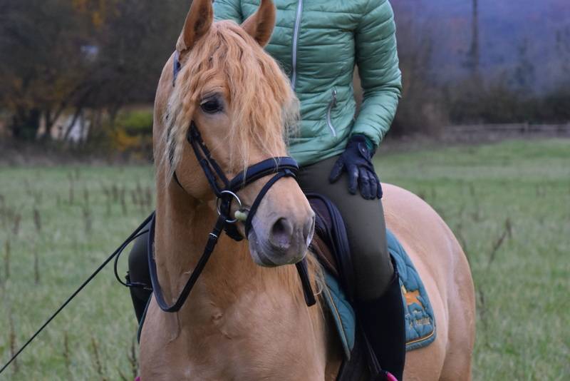 Sueno Carthago - PRE Pure Spanish Bred 2020