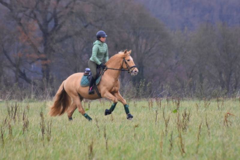 Sueno Carthago - PRE Pure Spanish Bred 2020