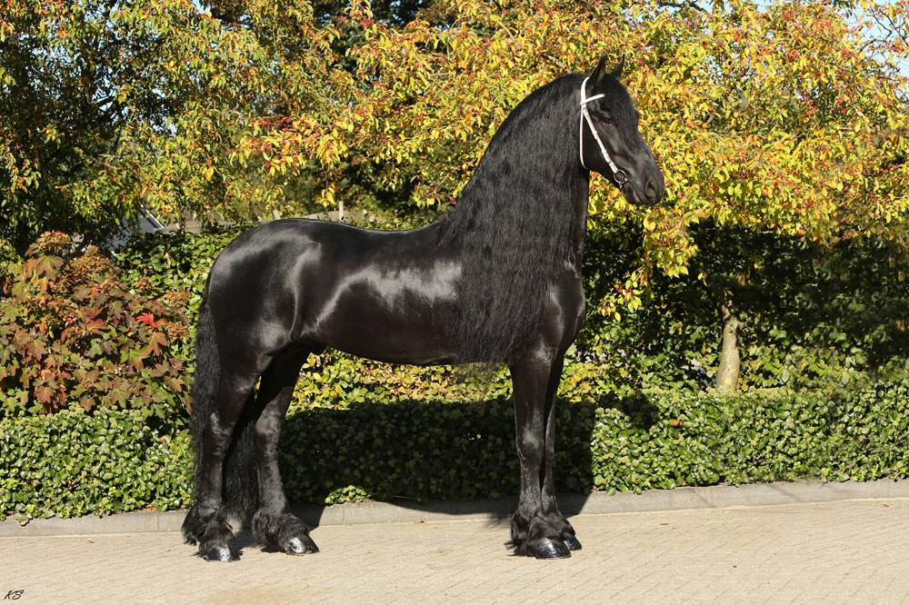 Filly Friesian For sale 2024 Black