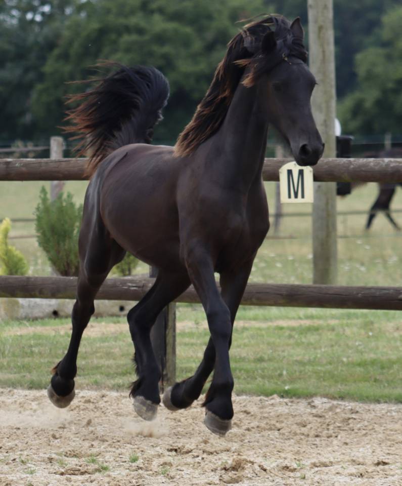 Filly Friesian For sale 2024 Black