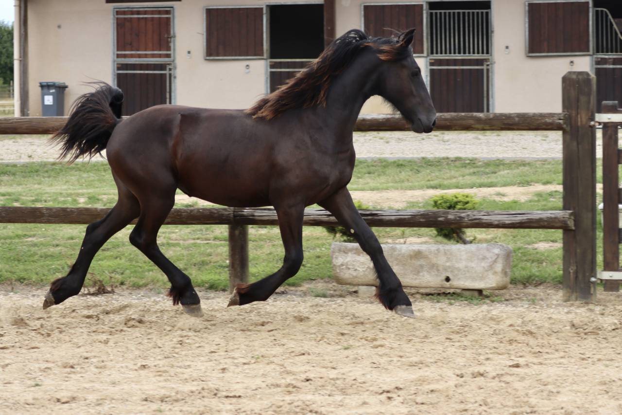 Filly Friesian For sale 2024 Black