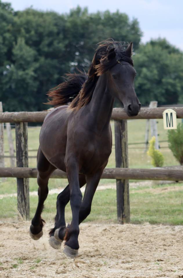 Filly Friesian For sale 2024 Black
