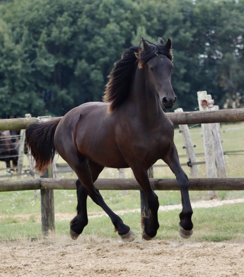 Filly Friesian For sale 2024 Black