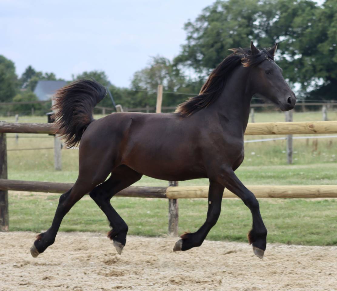 Filly Friesian For sale 2024 Black