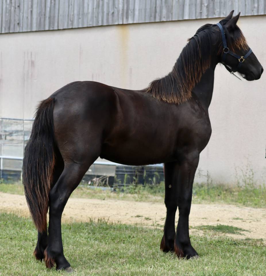 Filly Friesian For sale 2024 Black