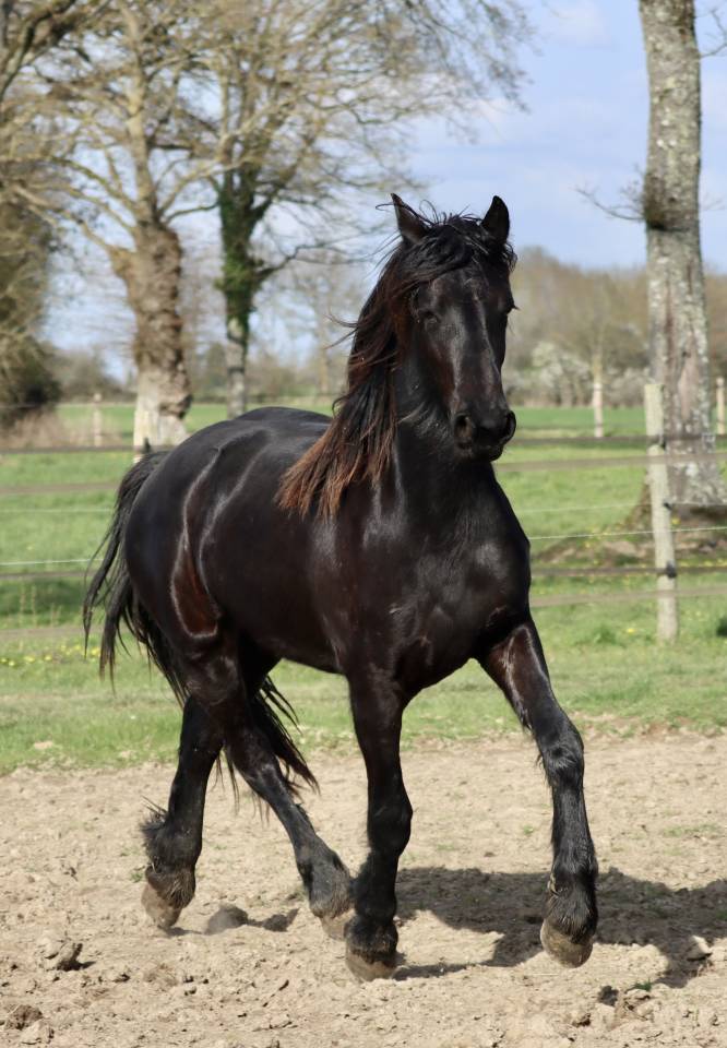 Filly Friesian For sale 2024 Black