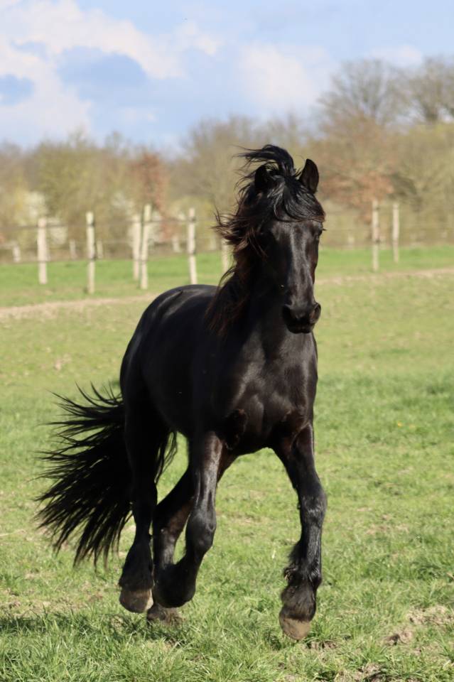 Filly Friesian For sale 2024 Black