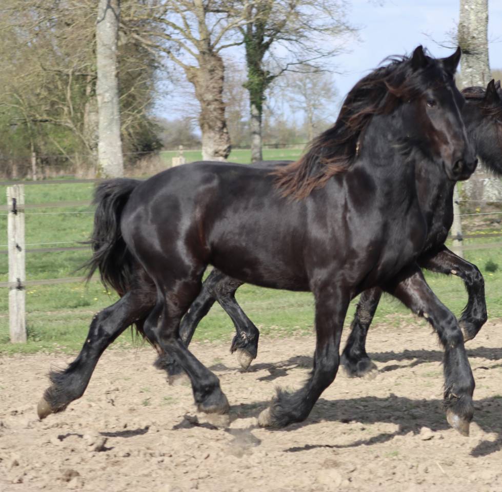 Filly Friesian For sale 2024 Black