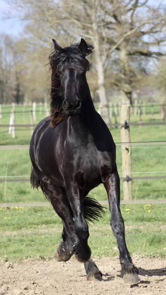 Filly Friesian For sale 2024 Black