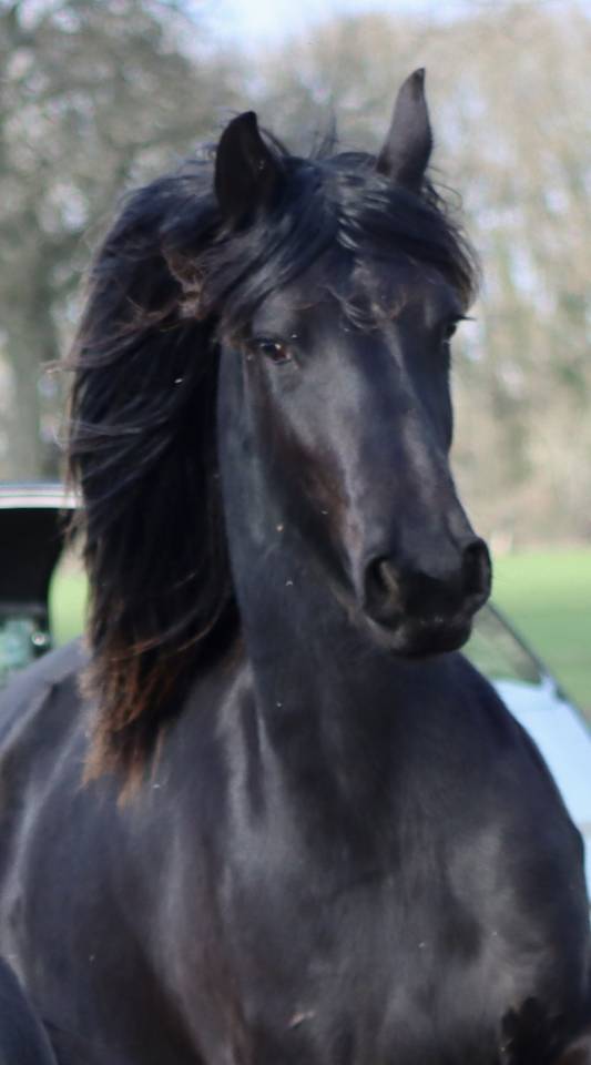 Filly Friesian For sale 2024 Black