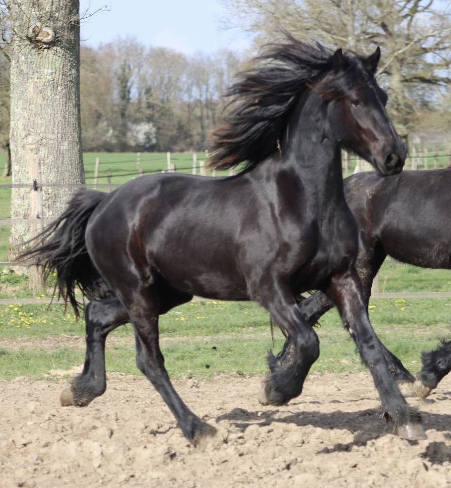 Filly Friesian For sale 2024 Black