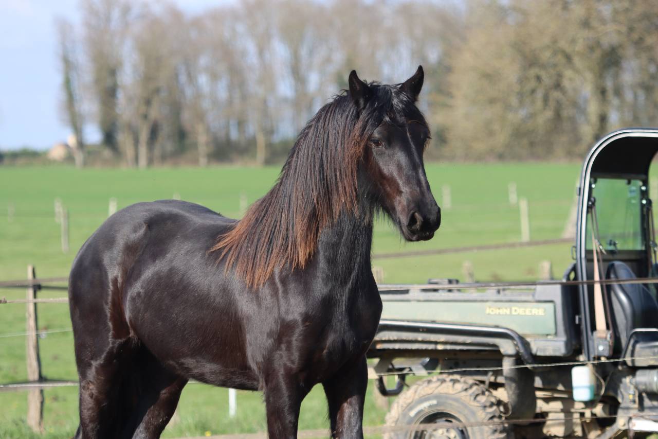 Filly Friesian For sale 2024 Black