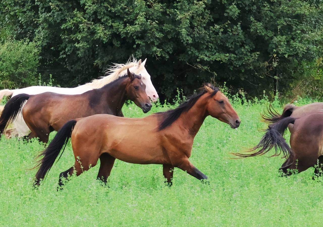 Gelding Akhal Teke For sale 2020 Bay