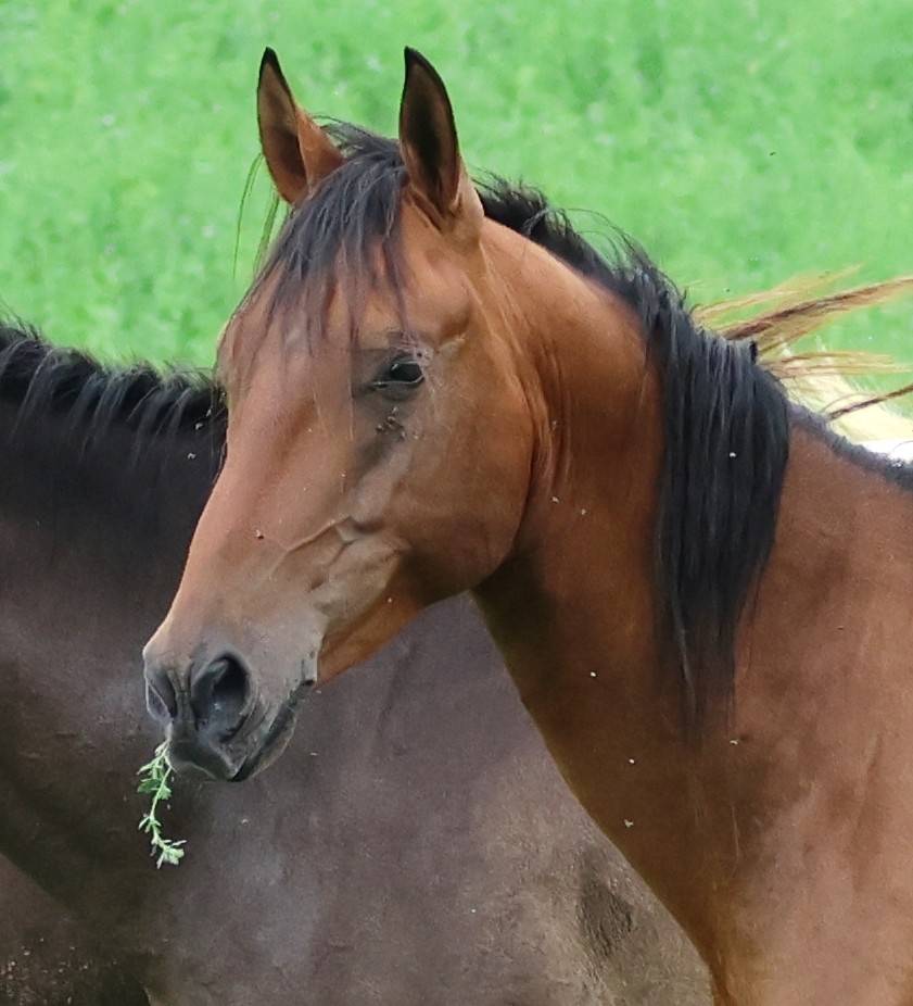 Gelding Akhal Teke For sale 2020 Bay