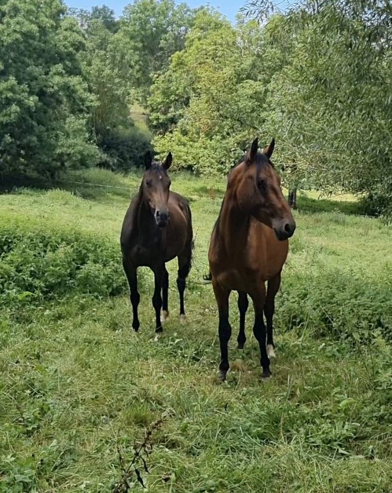 Gelding Akhal Teke For sale 2020 Bay