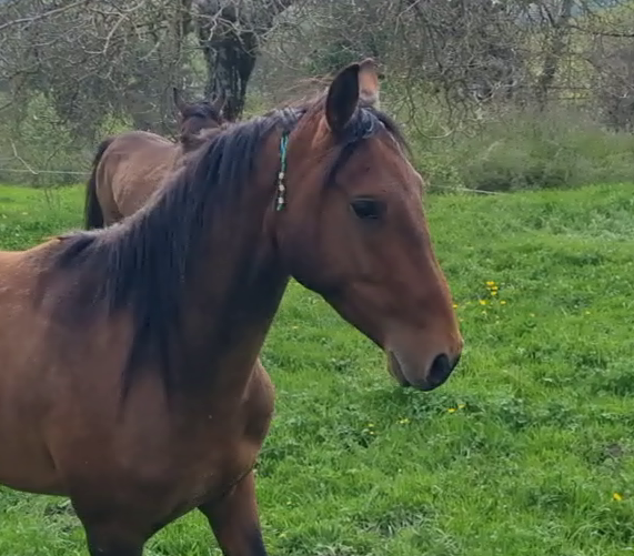 Gelding Akhal Teke For sale 2020 Bay