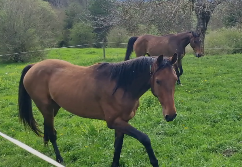 Gelding Akhal Teke For sale 2020 Bay