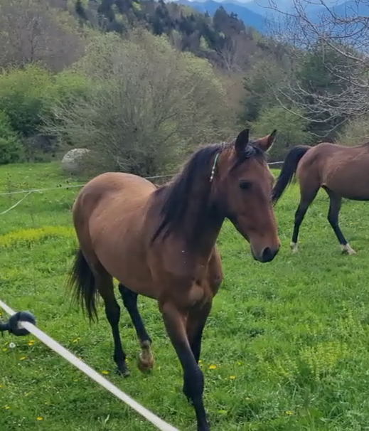 Gelding Akhal Teke For sale 2020 Bay