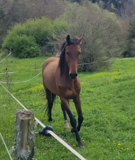 Gelding Akhal Teke For sale 2020 Bay