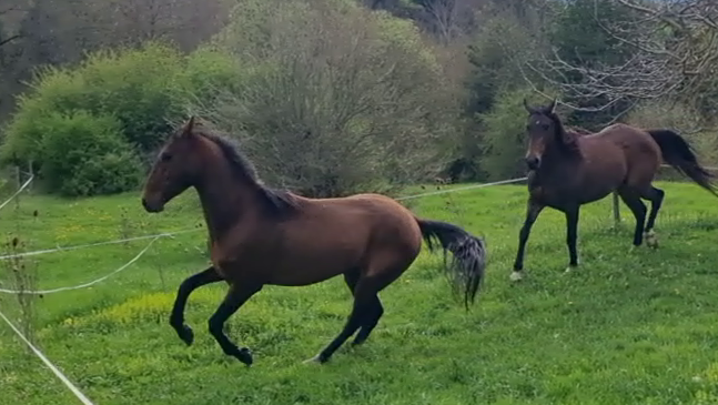 Gelding Akhal Teke For sale 2020 Bay