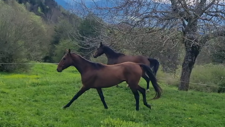 Gelding Akhal Teke For sale 2020 Bay