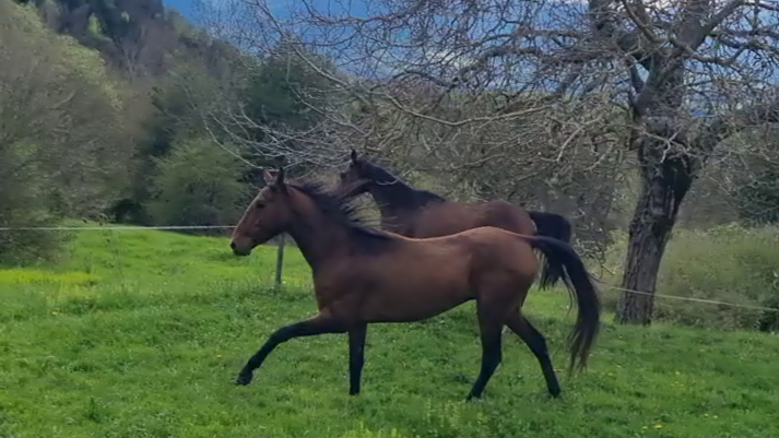 Gelding Akhal Teke For sale 2020 Bay