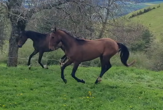 Gelding Akhal Teke For sale 2020 Bay